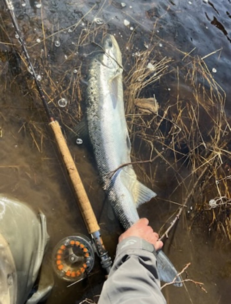 Premiären i Mörrum!