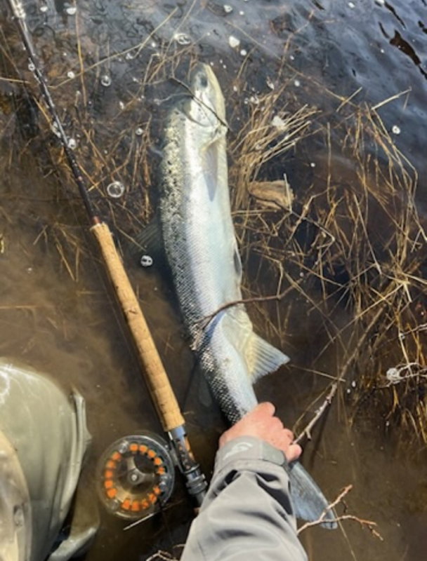 Premiären i Mörrum!