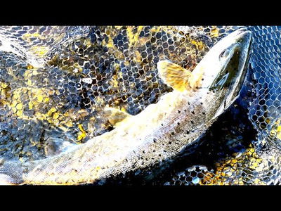 Hurricane Nordic Native V2 9- & 10ft - Haspel