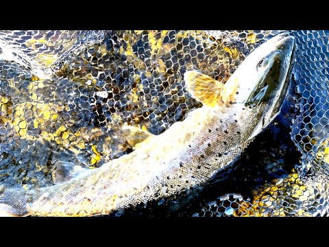 Hurricane Nordic Native V2 9- & 10ft - Haspel