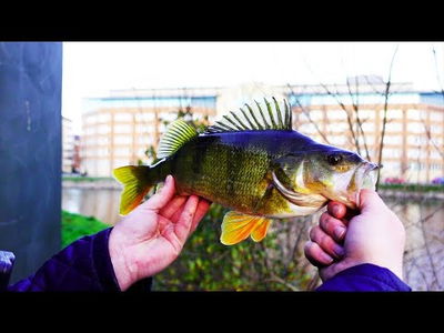 Utklasad HyperBlade 5-pack