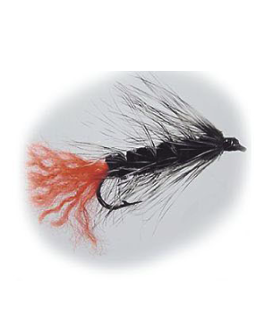Hurricane Wolly Worm