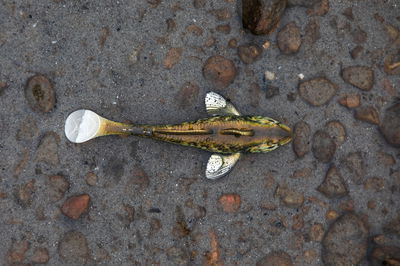 Westin Gunnar The Goby 8cm 6,5g