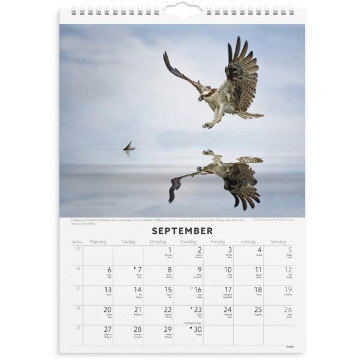 Väggkalender Burde 1786 Fåglar 2027