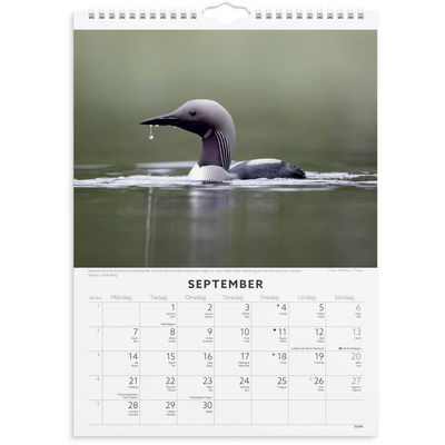 Väggkalender 2026 Fåglar