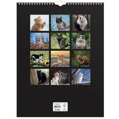 Väggkalender Stora Kattkalendern 2026