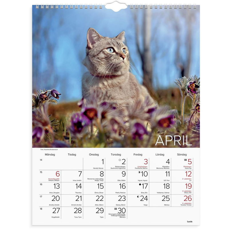 Väggkalender Stora Kattkalendern 2026
