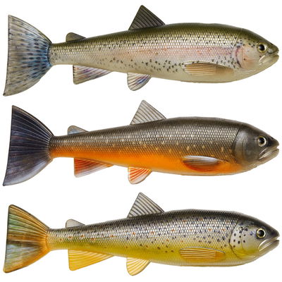 Pulz Bait Skinz 'Trout' - 3p - 15cm - Brown/RT/Char