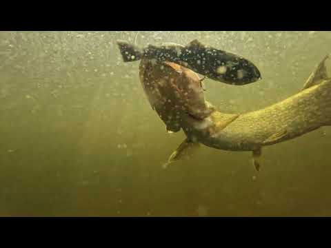 Pulz Bait Starter Kit 'Roach' - 15cm - Crucian Carp