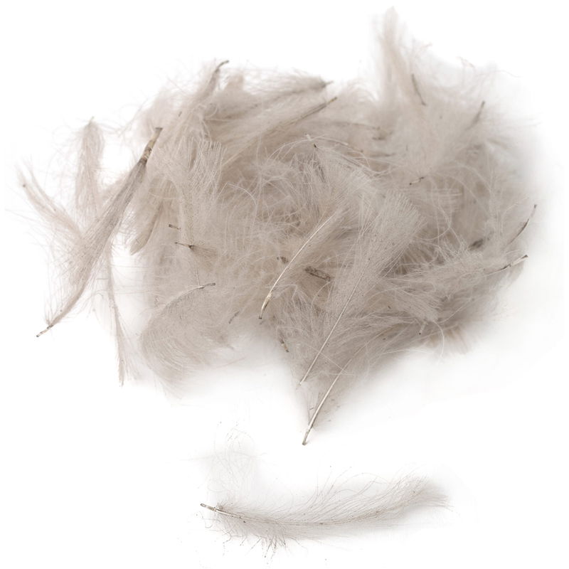 Premium Cul De Carnard (CDC)