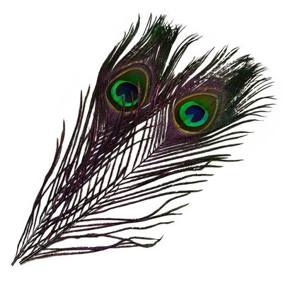 Frödin Peacock Eye Feathers - Charcoal Black