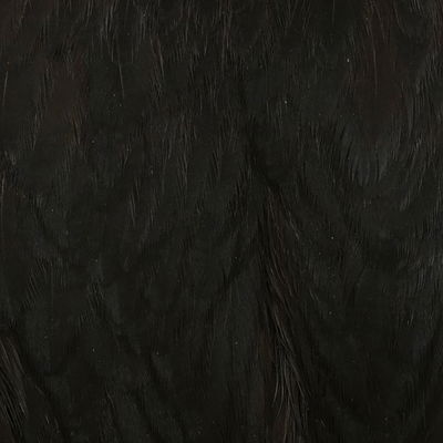 Whiting American Hen Cape