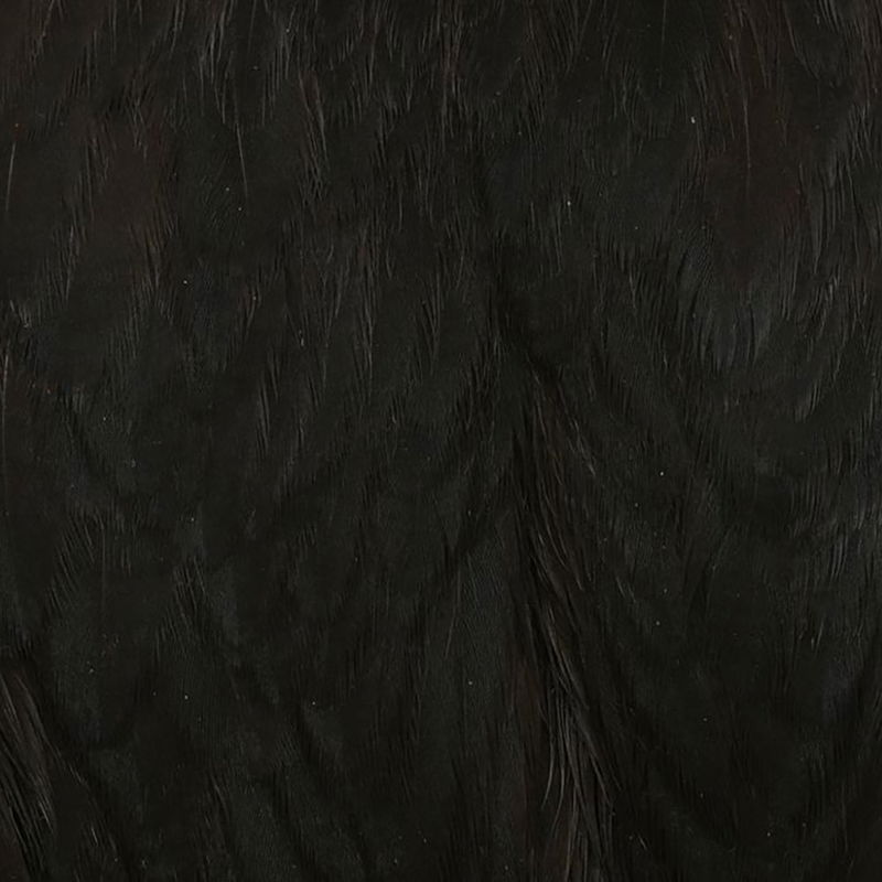 Whiting American Hen Cape