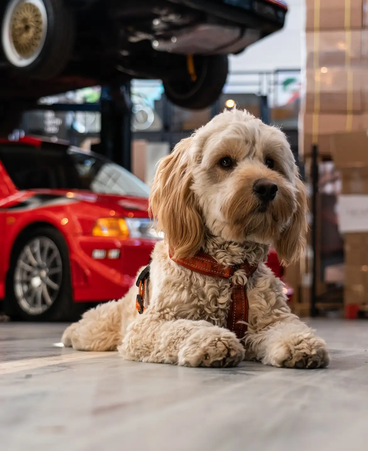 Produkter för hund häst och andra djur