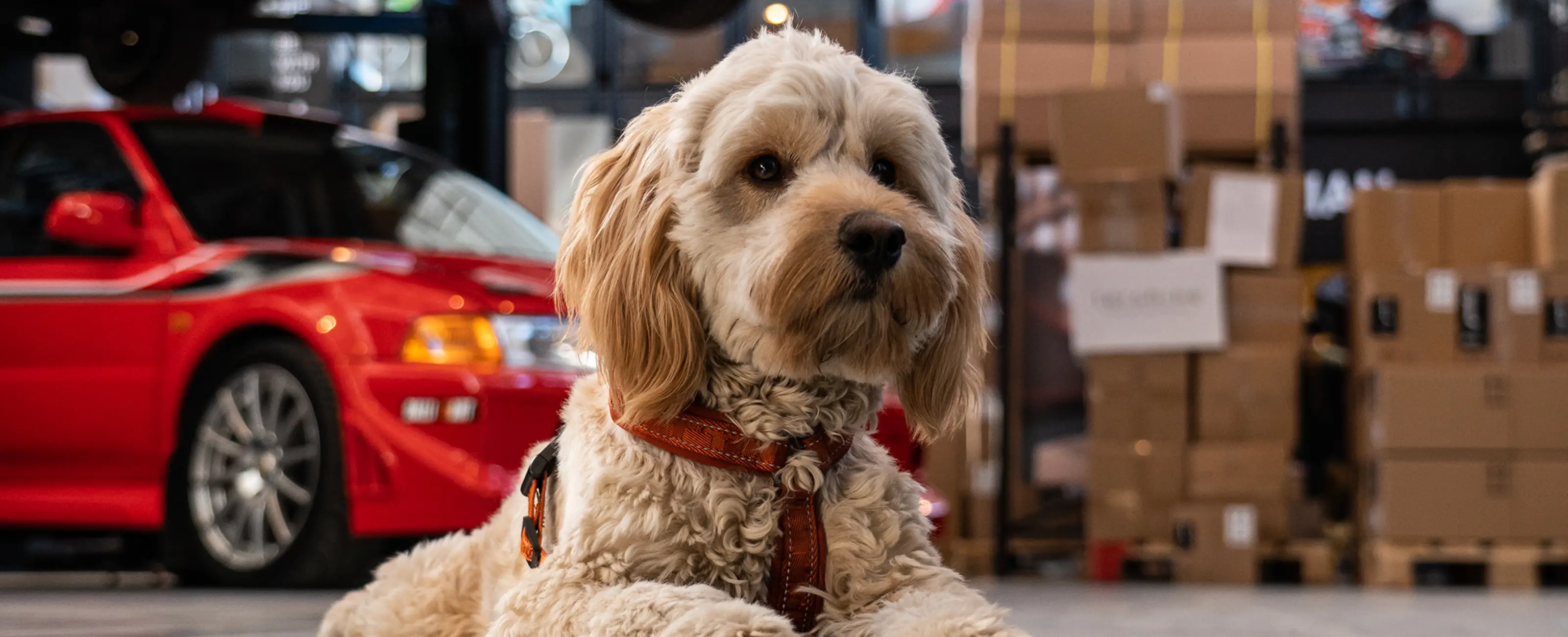 Produkter för hund häst och andra djur