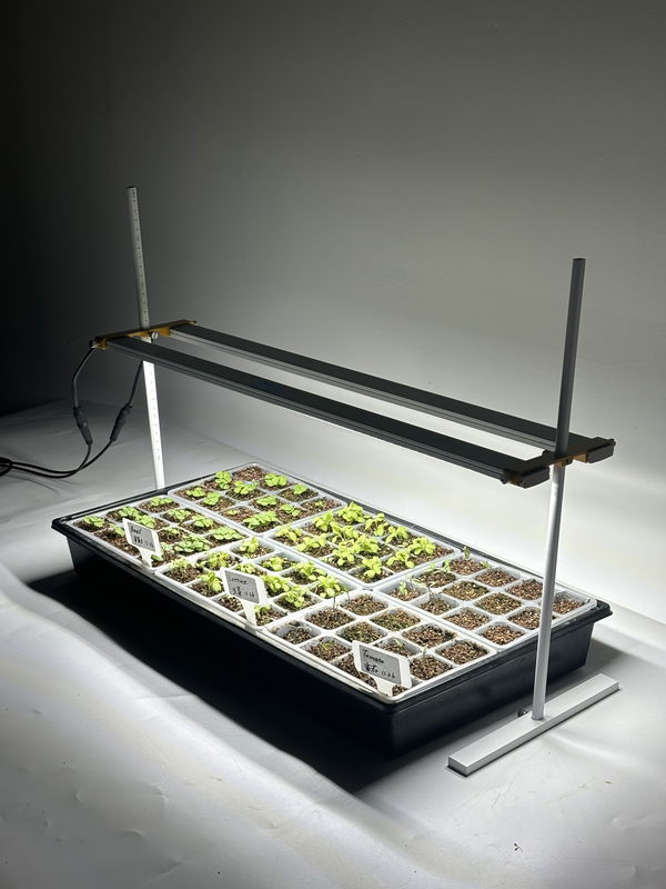 Växtbelysning Dual-bar 36W | Komplett-kit | Inkl. timer och stativ | 60 cm