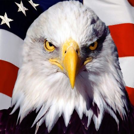 ZYN and US (United States)