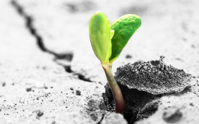 Ljuddämpande tavla - 3d plant sprouting