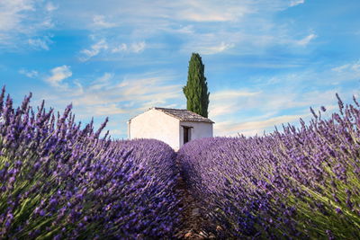 Ljuddämpande tavla - Beautiful lavender flowers
