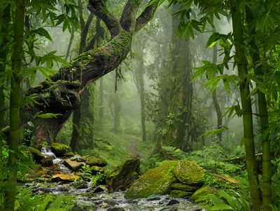 Ljuddämpande tavla - The green of the rain forest