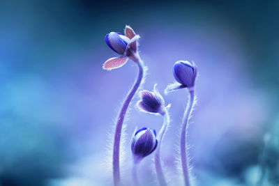 Ljuddämpande tavla - Delicate flowers on a macro