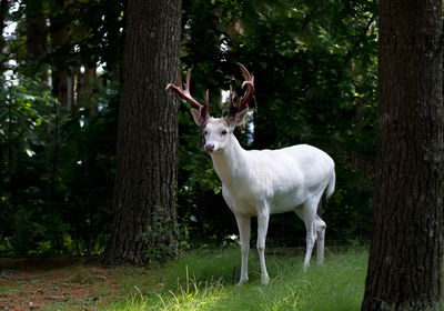 Ljuddämpande tavla - Albino deer in the forest