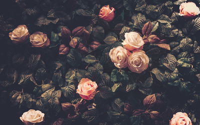 Ljuddämpande tavla - Pastel roses in vintage style