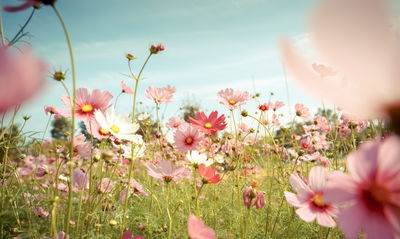 Ljuddämpande tavla - Cosmos flowers in the garden