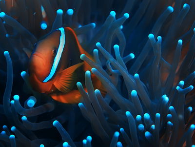 Ljuddämpande tavla - Clownfish in a 3d anemone