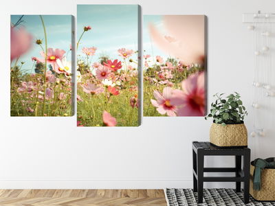 Ljuddämpande tavla - Cosmos flowers in the garden