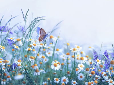 Ljuddämpande tavla - Butterfly and wildflowers