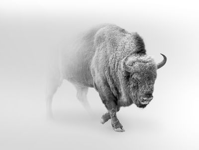 Ljuddämpande tavla - Bison in the fog 3d
