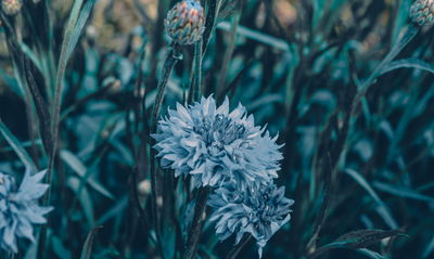 Ljuddämpande tavla - Cornflowers in the meadow 3d