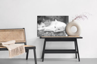 Ljuddämpande tavla - A resting white cat