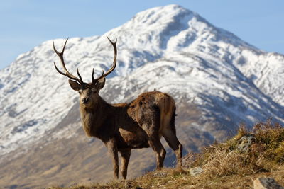 Ljuddämpande tavla - A deer with a mountain peak