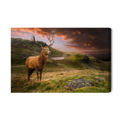 Ljuddämpande tavla - A deer on a background