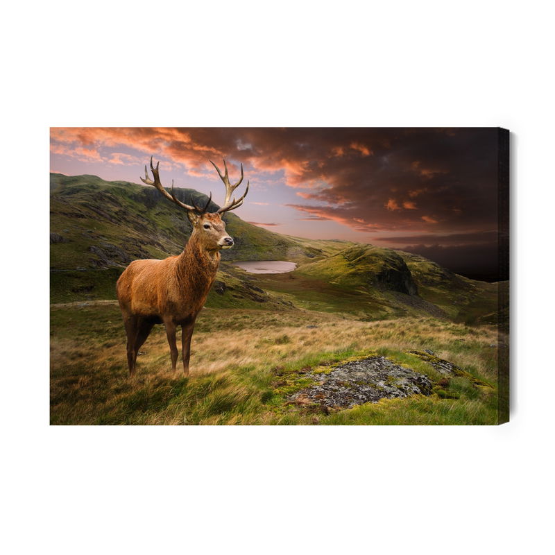 Ljuddämpande tavla - A deer on a background