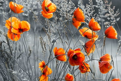 Ljuddämpande tavla - Beautiful meadow poppies