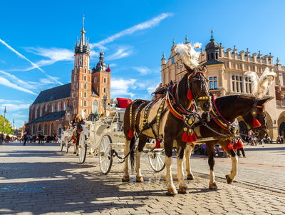 Ljuddämpande tavla - Horse carriages