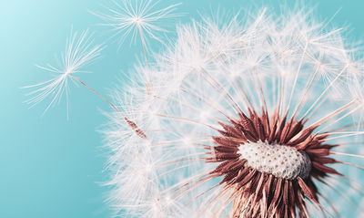 Ljuddämpande tavla - Dandelion flower on a macro
