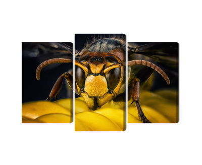 Ljuddämpande tavla - Wasp on a macro scale