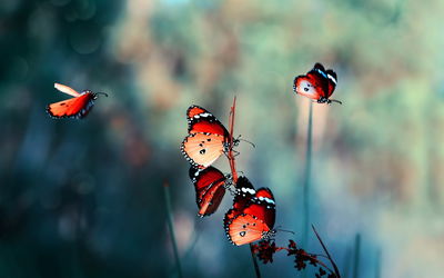Ljuddämpande tavla - Colorful butterflies
