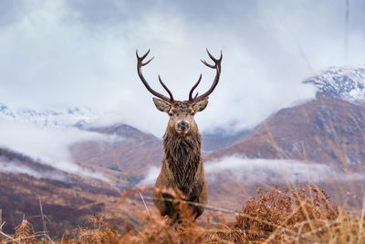 Ljuddämpande tavla - A deer on a background