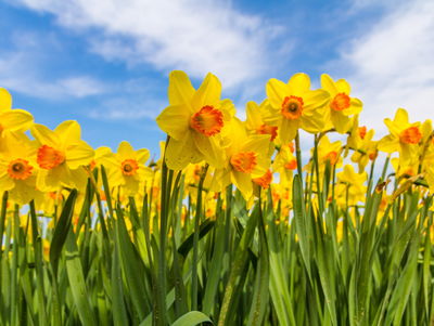 Ljuddämpande tavla - Daffodil field 3d