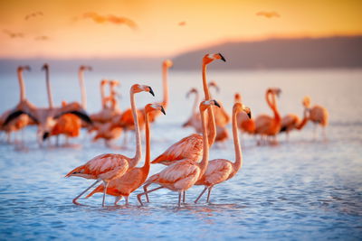 Ljuddämpande tavla - A flock of flamingos