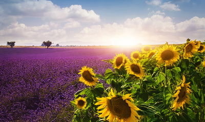 Ljuddämpande tavla - Lavender and sunflower