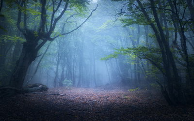 Ljuddämpande tavla - Hazy 3d forest landscape