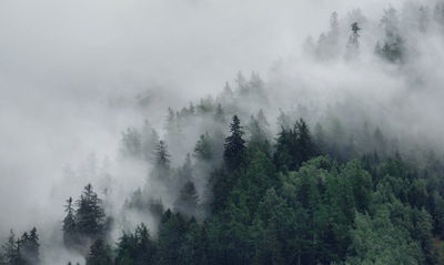 Ljuddämpande tavla - Green misty forest