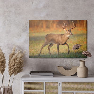 Ljuddämpande tavla - White-tailed deer