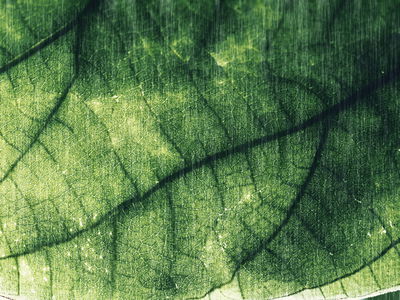 Ljuddämpande tavla - Abstract leaf texture